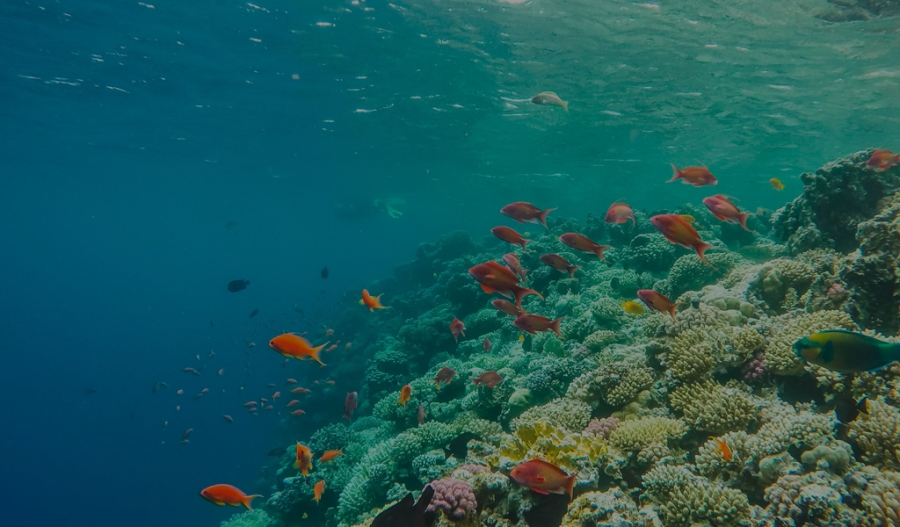 Sharm-El-Sheikh